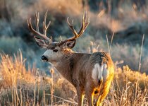 Muley November 2014 a -7657.JPG