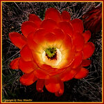 Cactusflower2.jpg