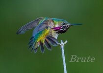 Calliope Hummingbird June 2015 a-4061.JPG