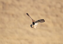 IMG_9991.JPG
