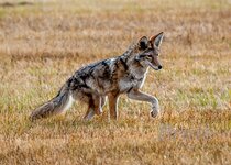 Muley November 2014 a -7256.JPG