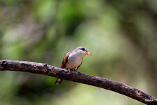 12-IMG_124615.JPG