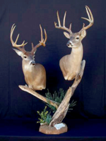 txbucks.png