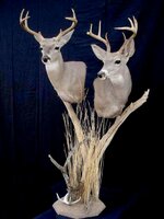 8840couesmount4[1].jpg