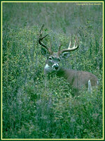 whitetailbuck6.jpg