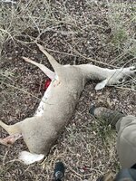 IMG_5655.jpeg