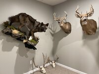 Black Coyote Mount.JPG