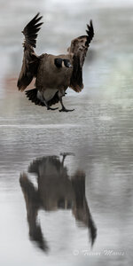 goose landing jpg.jpg