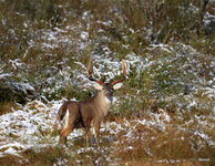 35-IMG_43431.JPG