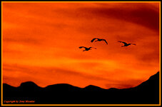 sandhillsfly3.jpg