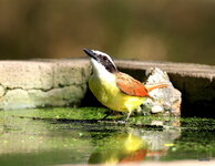 31-IMG_94873.JPG
