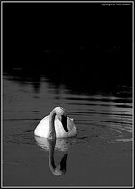 trumpeter2B&W.jpg