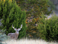 31-IMG_1019-20.jpg