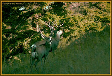 @#muledeerbucks.jpg
