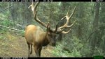 bull 9.jpg