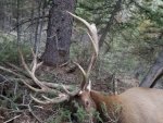 2017 elk 4 - Copy.jpg