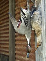 P1010208 (2).JPG P1010208 (2).JPG