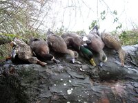 P1010099 (2).JPG P1010099 (2).JPG