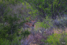 46-IMG_620111.jpg