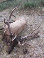 CAdamsBarbWireBull.JPG
