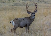 Muley September 2016 a-8536.JPG