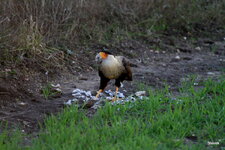 48-IMG_7019.jpg