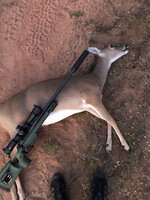 deer3-65creed.jpg