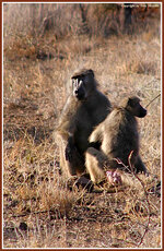 baboons.jpg