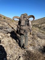 aoudad2.jpg