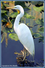 egret.jpg