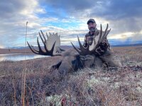 moose 1.jpg
