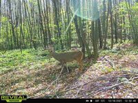 buck - 1 (2).jpg