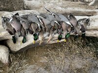 CFDBB4A4-F655-4FC5-A10A-4ECDE4AD970B.jpeg CFDBB4A4-F655-4FC5-A10A-4ECDE4AD970B.jpeg