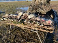 2D659F44-B1F9-4C03-86BA-C301F1812A15.jpeg 2D659F44-B1F9-4C03-86BA-C301F1812A15.jpeg