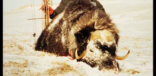 Muskox Rokslide.jpg
