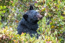 Black Bear September 2019 a-0676.JPG