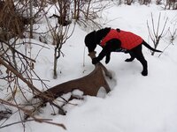 first antler.jpg