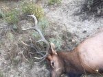 elk 2017a.jpg