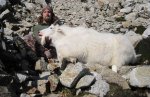 goat1.jpg goat1.jpg