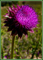 thistle.jpg