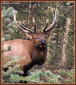 elk8.jpg