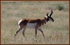 pronghorn4.jpg