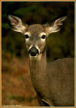 Blacktail2.jpg