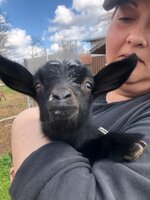 Wards baby goat.jpg