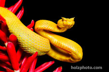 costarica-eyelashviper-Jason-Holzowrth-01.jpg