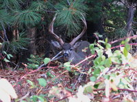 Bucks on Evelyn Ct 018ssa.jpg