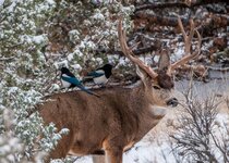 Magpie Mule Deer November 2014 a-7976-.JPG