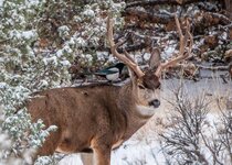 Magpie Mule Deer November 2014 a-7977.JPG