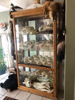 Skull cabinet.jpg