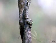 1-IMG_72663.JPG